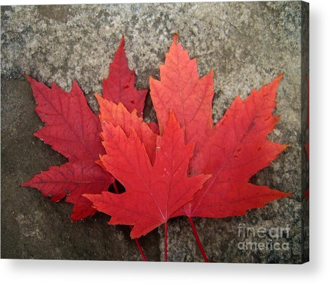 Canadian Symbols Acrylic Print featuring the photograph Oh Canada by Reb Frost