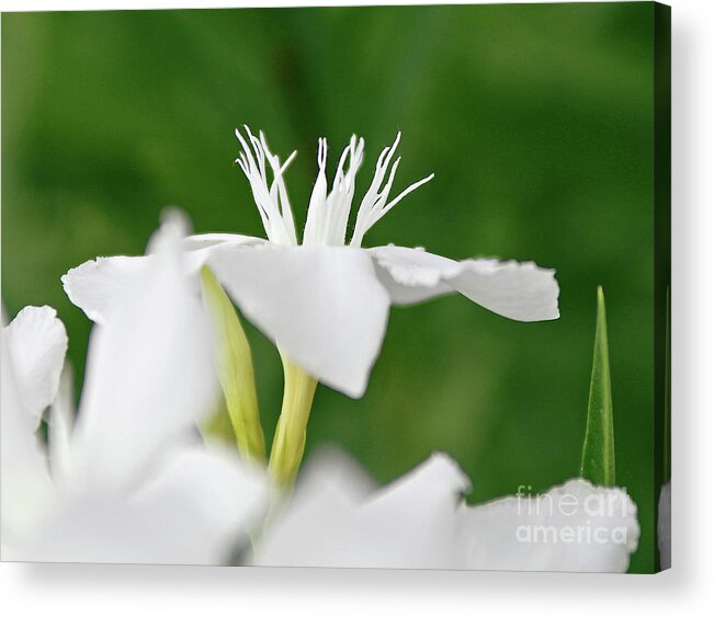 Oleander Acrylic Print featuring the photograph Oleander Ed Barr 1 by Wilhelm Hufnagl