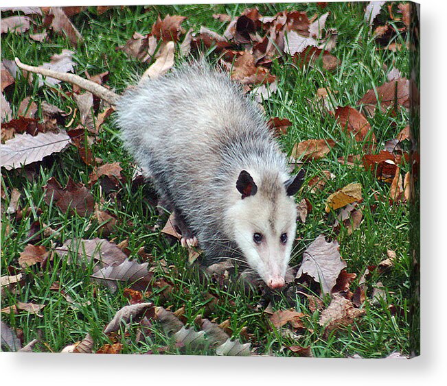 Animal Acrylic Print featuring the photograph Opossum by Gina Fitzhugh