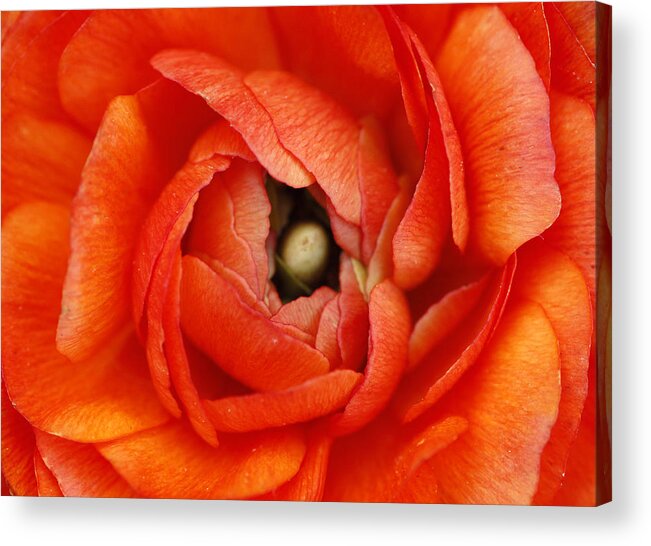 Flower Acrylic Print featuring the photograph Orange Buttercup Abstract by Darren Fisher