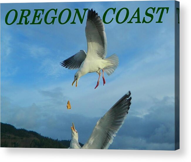 Gulls Acrylic Print featuring the photograph Oregon Coast Amazing Seagulls by Gallery Of Hope 