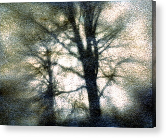 Trres Acrylic Print featuring the photograph Original Tree by Diana Ludwig