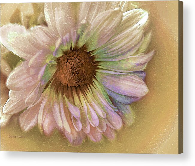 Chrysanthemum Acrylic Print featuring the digital art Painted Mum by Bonnie Willis