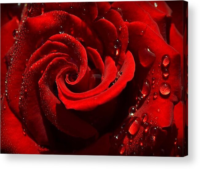 Rose Acrylic Print featuring the photograph Passionate red by Rumiana Nikolova
