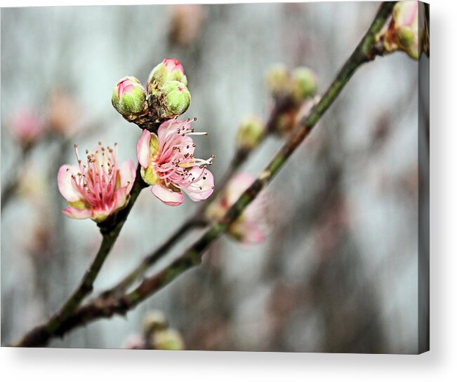 Peach Acrylic Print featuring the photograph Peach Blossom by Kristin Elmquist
