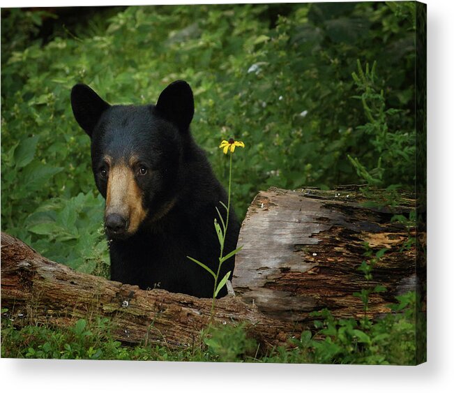 Bear Acrylic Print featuring the photograph Peeking Around the Log by Duane Cross