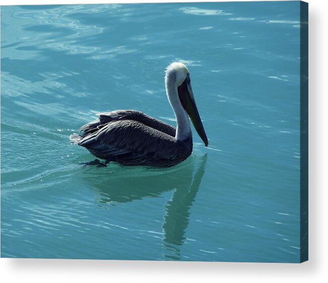 Travel Acrylic Print featuring the photograph Pelican by Anna Duyunova