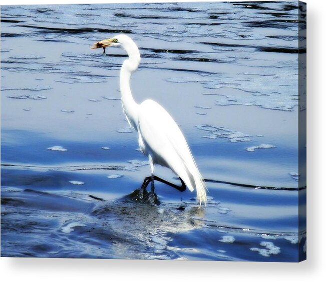Pelicans Acrylic Print featuring the photograph Pelican In It's Glory by Deborah Kunesh