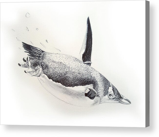 Animal Acrylic Print featuring the drawing Penguin by Emma Olsen