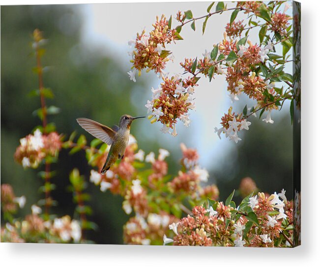 Hummers Acrylic Print featuring the photograph Perfectly Peach by Lynn Bauer
