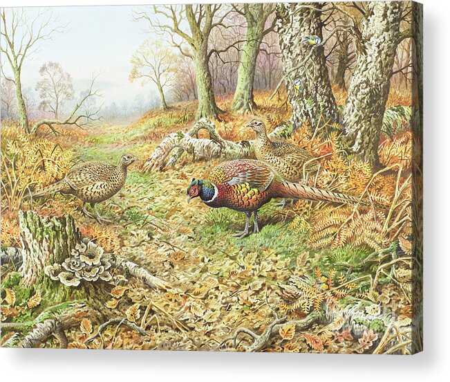 Pheasant Acrylic Print featuring the painting Pheasants with Blue Tits by Carl Donner