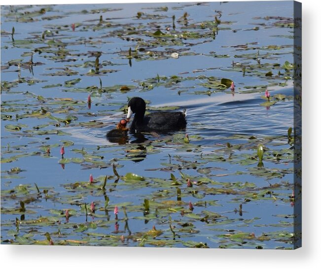 Animal Acrylic Print featuring the photograph Pied Billed Grebe Lake John SWA CO by Margarethe Binkley