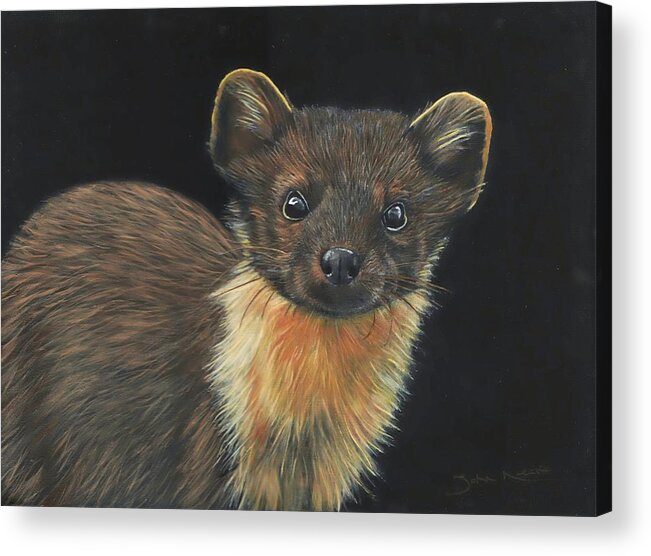 Pine Marten Acrylic Print featuring the painting Pine Marten by John Neeve