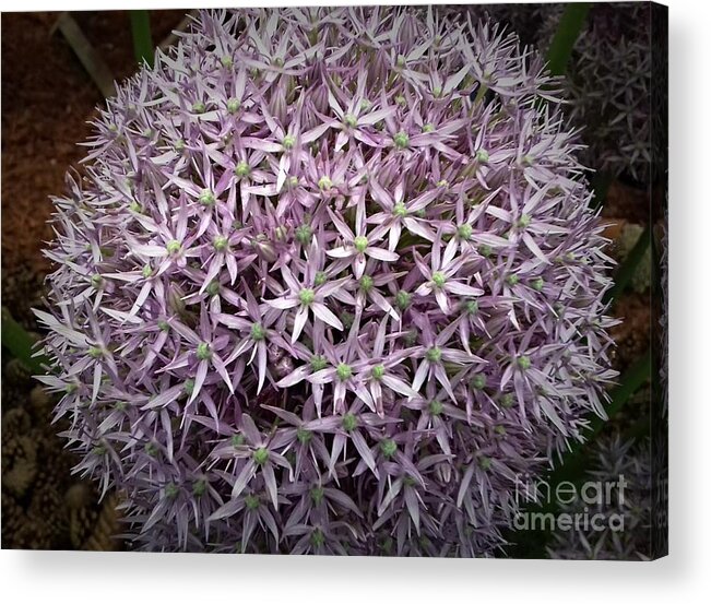 Pinks Flowers Acrylic Print featuring the photograph Pink Jewel Allium by Joan-Violet Stretch