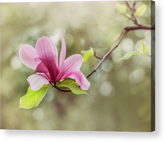 Magnolia Acrylic Print featuring the photograph Pink Magnolia flower by Jaroslaw Blaminsky