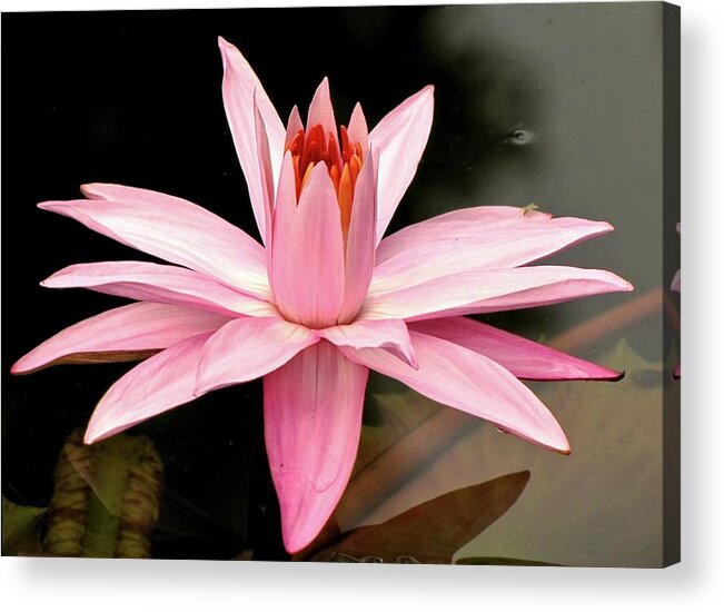 Water Lily Acrylic Print featuring the photograph Pink Water Lily by Jennifer Wheatley Wolf