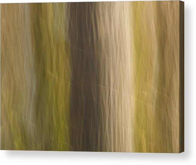 Tree Acrylic Print featuring the photograph Poplar by Margaret Denny