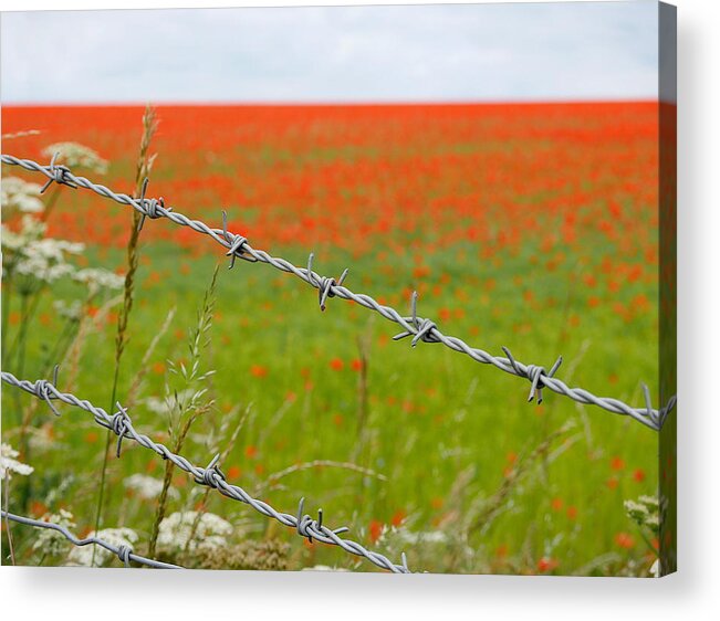 Richard Reeve Acrylic Print featuring the photograph Poppies by Richard Reeve