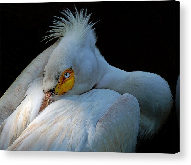Pelican Acrylic Print featuring the photograph Posing by Lorenzo Cassina