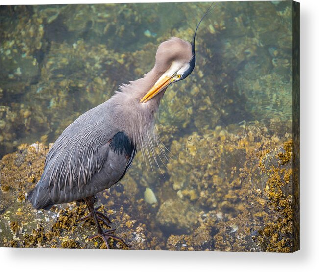 Heron Acrylic Print featuring the photograph Preening Heron by Jerry Cahill