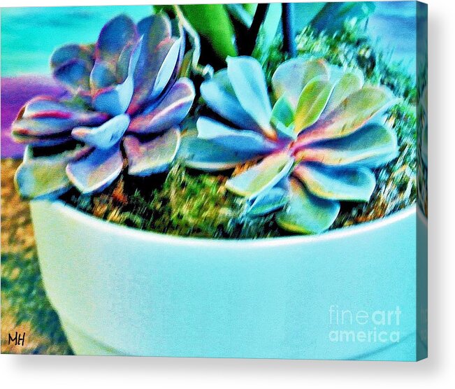 Photo Acrylic Print featuring the photograph Pretty Hens and Chicks by Marsha Heiken