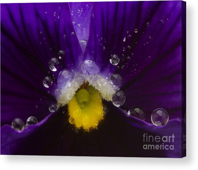 Pansy Acrylic Print featuring the photograph Pretty Pansy by Ian Mitchell