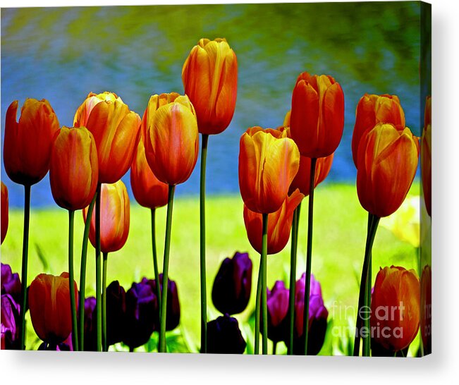Flowers Acrylic Print featuring the photograph Proud Tulips by Michael Cinnamond