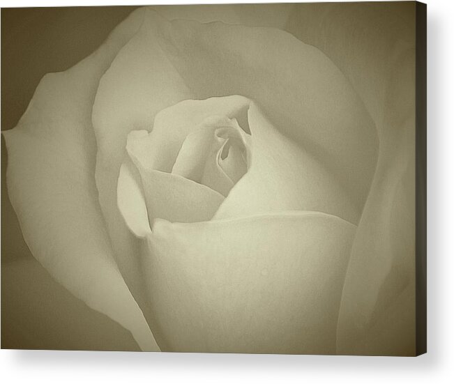 Roses Acrylic Print featuring the photograph Pure Blessing by The Art Of Marilyn Ridoutt-Greene