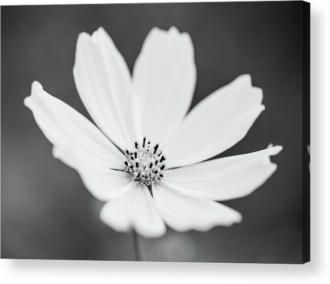 Flower Acrylic Print featuring the photograph Purity by Hyuntae Kim