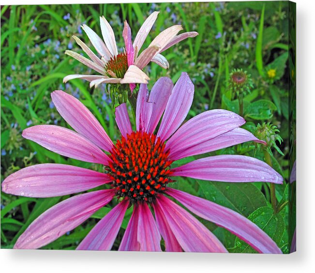 Floral Acrylic Print featuring the photograph Purple Coneflowers by Barbara McDevitt