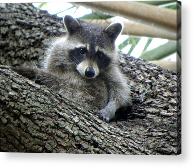 Raccoon Acrylic Print featuring the photograph Raccoon 002 by Christopher Mercer