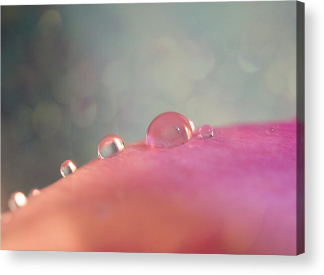 Gentle Acrylic Print featuring the photograph Rain drops on pink by Lilia S