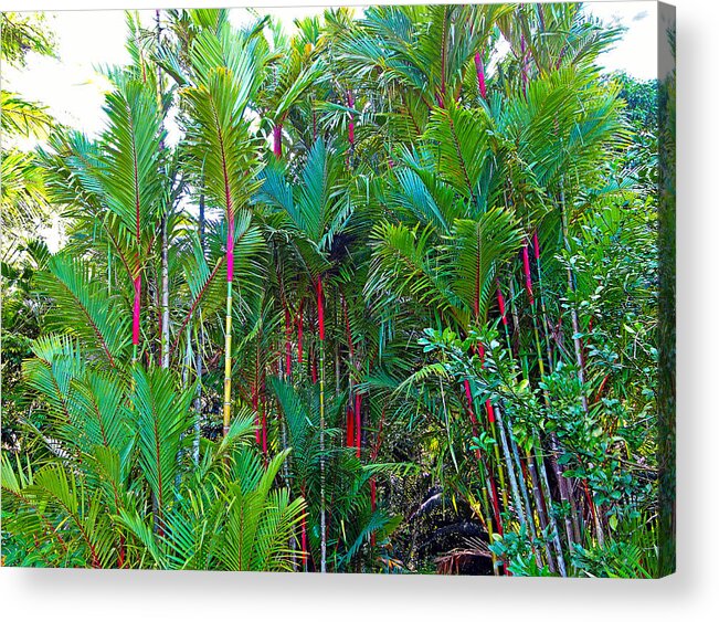 Red Acrylic Print featuring the photograph Red Bamboo H by Robert Meyers-Lussier