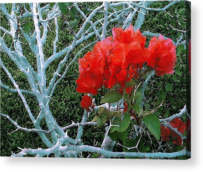 James Temple Acrylic Print featuring the photograph Red Bougainvillea Thorns by James Temple