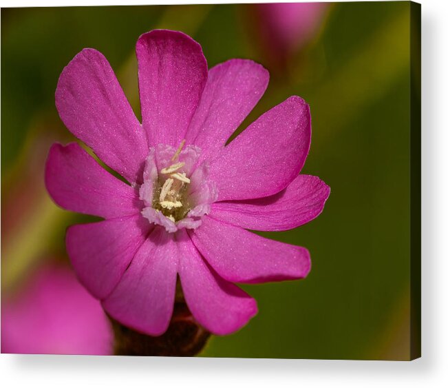 Flowers Acrylic Print featuring the photograph Red Campion by Nick Bywater