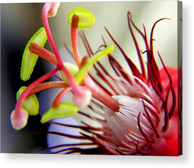 Flowers Acrylic Print featuring the photograph Red Hot Passion by Adam Johnson