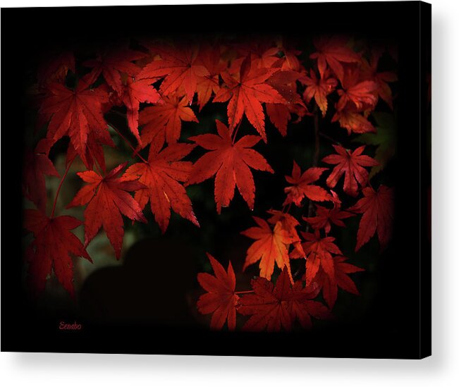 Red Acrylic Print featuring the photograph Red Momiji by Eena Bo