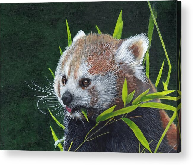 Red Panda Acrylic Print featuring the painting Red Panda by John Neeve