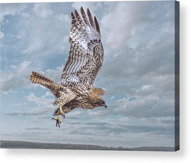 Raptor Acrylic Print featuring the photograph Red Tail in Flight by Rick Mosher