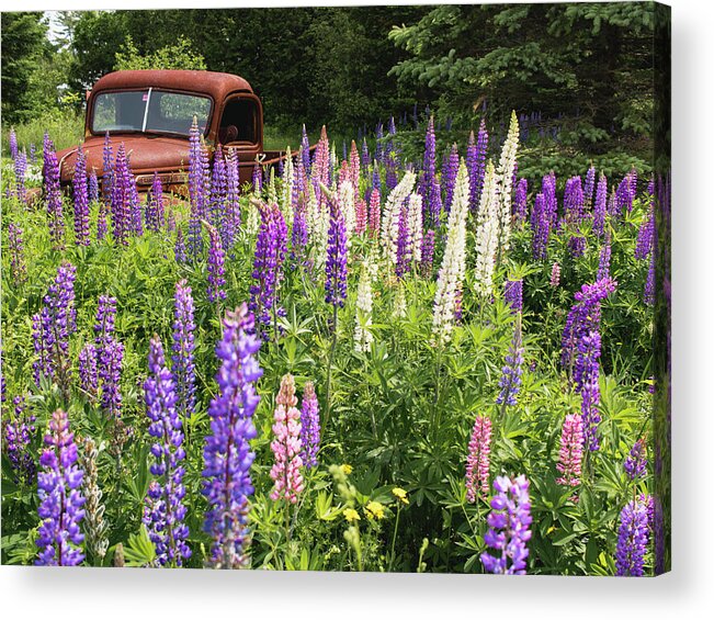 Lupines Acrylic Print featuring the photograph Roadside Attraction by Holly Ross