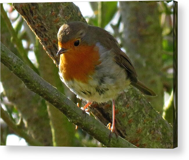 Robin Acrylic Print featuring the photograph Robin in a Tree by John Topman