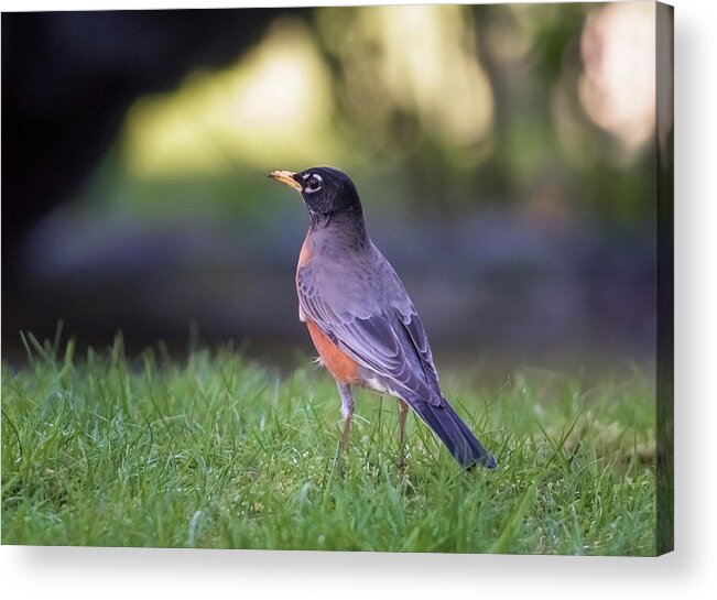 Robin Acrylic Print featuring the photograph Robin by Kathy King