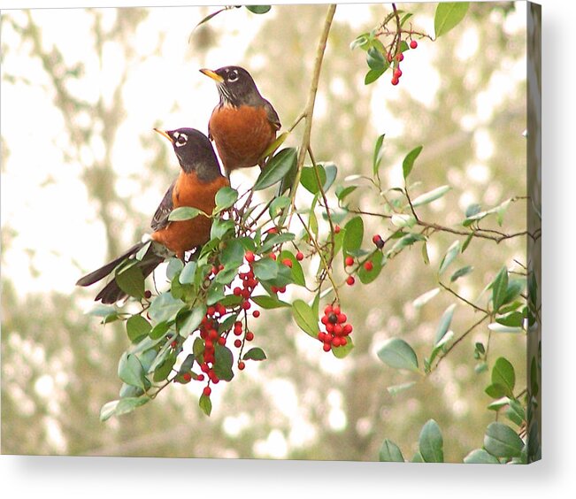 Nature Acrylic Print featuring the photograph Robins in Holly by Peggy Urban