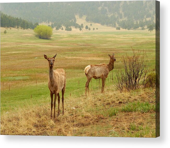 Rocky Mountain Acrylic Print featuring the photograph Rocky Mountain Elk by Dan Miller