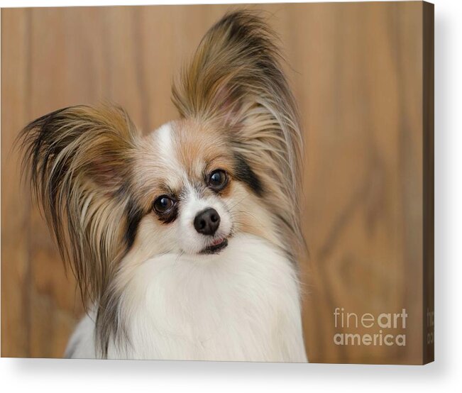 Papillon Dog Photograph Acrylic Print featuring the photograph Rosie by Irina ArchAngelSkaya