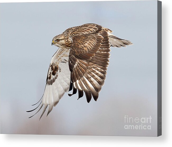 Bird Acrylic Print featuring the photograph Rough Legged Hawk in the Wing by Dennis Hammer