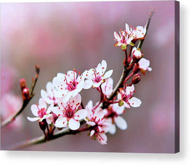 Sandcherry Blossoms Acrylic Print featuring the photograph Sandcherry Blossoms by Carolyn Derstine