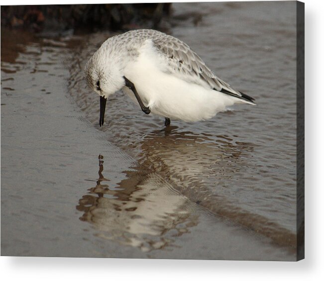 Bird Acrylic Print featuring the photograph Sanderling Scratching by Adrian Wale