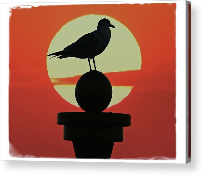 Alicegipsonphotographs Acrylic Print featuring the photograph Seagull Sunset by Alice Gipson