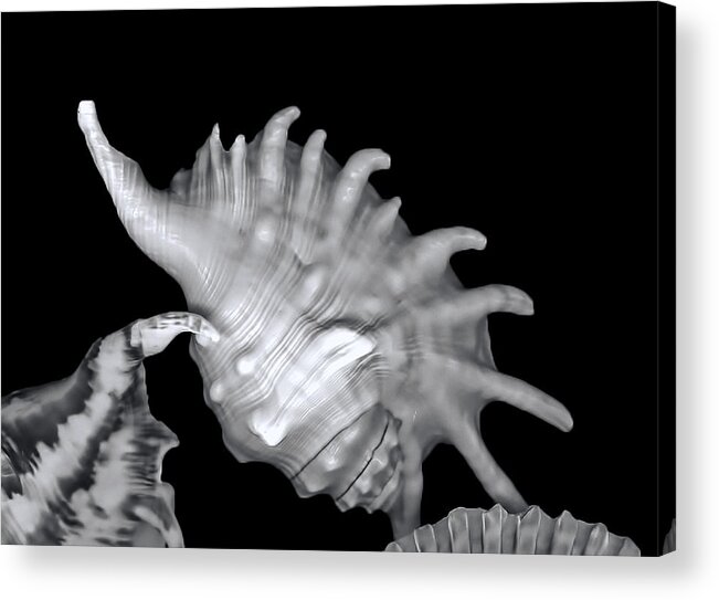 Mollusk Shell Acrylic Print featuring the digital art Shell in Black and White 2 by Cathy Anderson